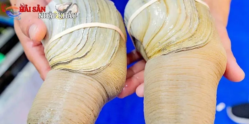 Hương vị độc đáo và giá trị dinh dưỡng của ốc