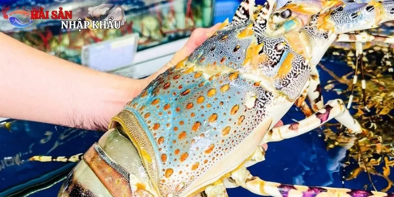 Điểm nhận diện đặc trưng của Tôm Hùm Bông