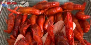 Tôm Hùm Đất - Món Ngon Thời Thượng Chinh Phục Vị Giác Việt